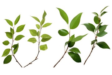 Poster - Different types of leaves on a plain white backdrop. Ideal for botanical or nature concepts