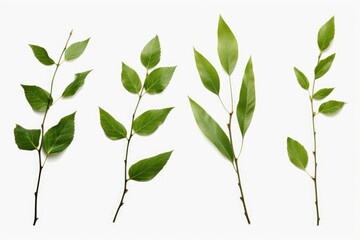 Poster - Variety of leaves displayed on a white background. Suitable for botanical projects