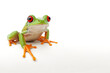 cute tree frog isolated on white background