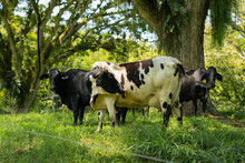 Three Cows In A Paddock Under Two Large Trees. Cows Without Horns, One White With Spots And Two Black Cows.