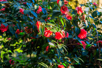 Canvas Print - Beautiful blooming camellia tree in park