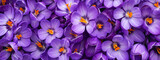 Fototapeta Kwiaty - Purple crocuses banner