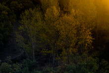 Golden Hour Light Filters Through The Leaves Of White Poplar Trees, Casting A Warm Glow Over The Darkening Landscape