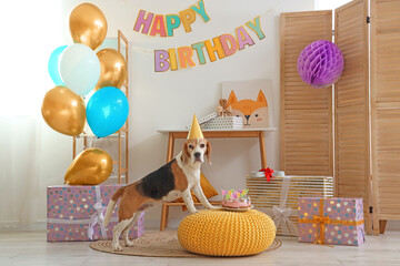 Wall Mural - Cute Beagle dog with party hat and cake celebrating birthday at home