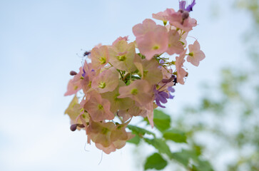 Wall Mural - Close-up of flowers growing at garden