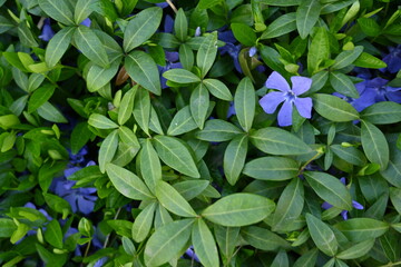 green periwinkle leaf texture as background, blue periwinkle flowers on green background