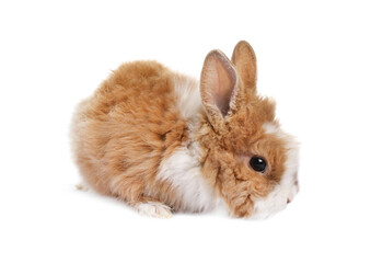 Wall Mural - Fluffy rabbit isolated on white. Cute pet