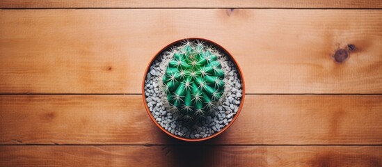 Wall Mural - A cactus plant in a pot is placed on top of a wooden table, viewed from above. The green plant stands out against the brown wood of the table.