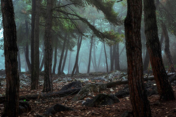 Canvas Print - forest in the fog