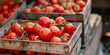 © shobakhul - Harvesting ripe red tomatoes. Crate storage