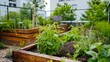 Wooden raided beds in modern garden growing plants herbs spices vegetables. Community, urban rooftop garden.