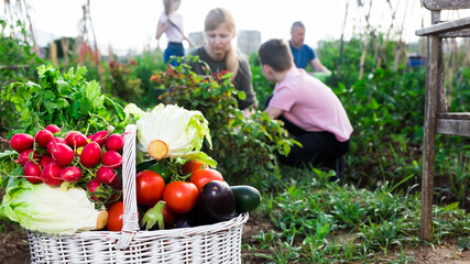 Wall Mural - Concept of successful family gardening, basket full of freshly harvested vegetables in garden, family working on background