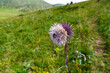 Milk thistle flower in natural environment in the last stage of flowering.