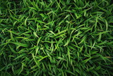 Fototapeta Łazienka -  green grass background