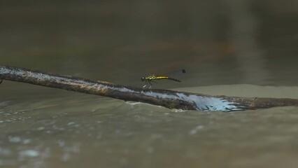 Wall Mural - yellow stone damselfly libellago lineata on a wood stick over river stream, natural bokeh background
