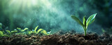 Fototapeta  - young plants growing under rain. life concepts. green concepts.