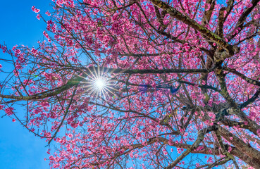 Wall Mural - Cherry apricot branch blooms brilliantly on a spring morning with a blue sky background