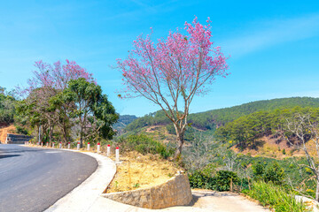 Wall Mural - Cherry tree blooming along the roadside on the outskirts of Da Lat, Vietnam on a peaceful sunny spring morning