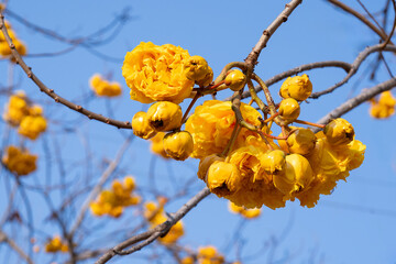 Wall Mural - Yellow Silk Cotton flower, Scientific name is Cochlospermum religiosum Alston. silk-cotton tree, buttercup tree. yellow silk cotton or torchwood flower in Thailand