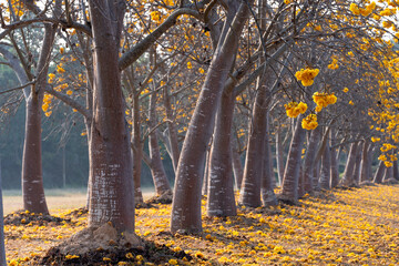 Wall Mural - Yellow Silk Cotton flower, Scientific name is Cochlospermum religiosum Alston. silk-cotton tree, buttercup tree. yellow silk cotton or torchwood flower in Thailand