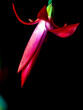 A blooming Christmas cactus in a pot on the windowsill on a dark background