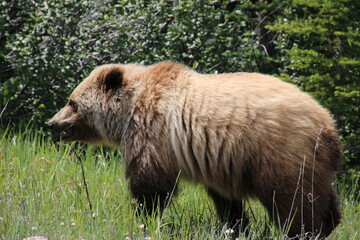 Wall Mural - Bear In The Forest, Nordegg, Alberta