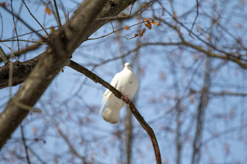 white dove on a tree branch