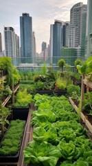 Poster - A green vegetable garden, a rooftop garden in the City on a sunny day. Harvest, Agriculture, Farming concepts.