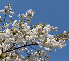 Wall Mural - cherry blossom tree flower blooming nature background in spring