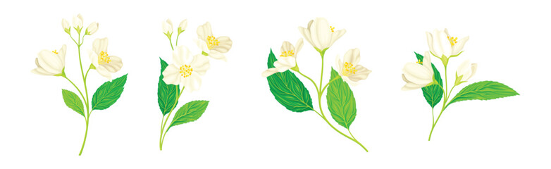 Wall Mural - Jasmine Flower with Stalk and Green Leaves Vector Set