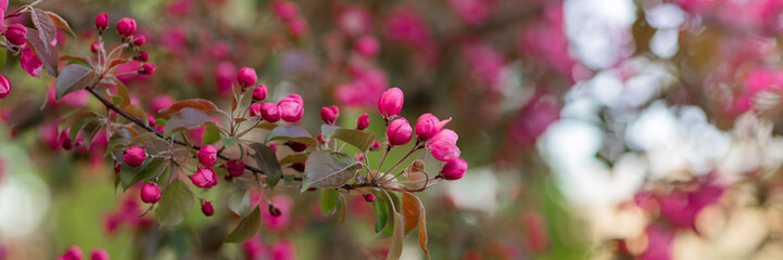 decorative apple tree in bloom, pink buds bloom on the branches, apple orchard