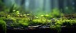 Enchanting Moss-Covered Forest Floor Teeming with Tiny Mushrooms and Lush Greenery