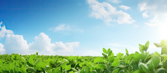 Poster - tranquil green foliage blanketing the earth under a clear blue sky