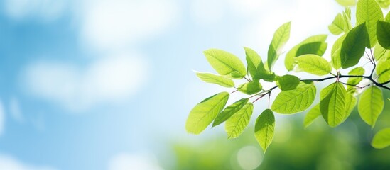 Canvas Print - Serene Green Leaves on Branches Embracing Clear Blue Skies of Summer