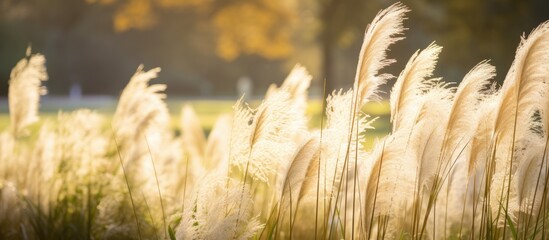 Poster - Serene Field of Lush Tall Grass Under Clear Blue Sky in Nature Wilderness