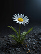 single daisy flower in the dark