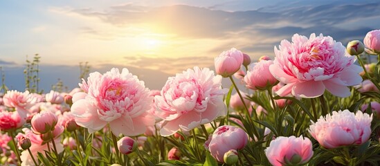 Sticker - Vivid Pink Petals Blanketing a Meadow in Full Bloom under a Clear Blue Sky