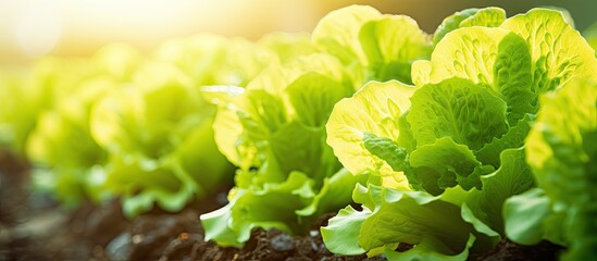 Sticker - Vibrant Lettuce Plants Thriving in a Flourishing Botanical Garden Oasis