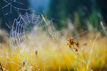 web with dew on a background of grass