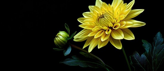 Poster - vibrant yellow flower blooming surrounded by lush green leaves against a elegant black background