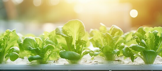 Wall Mural - Vibrant Lettuce Plants Thriving in a Sunlit Greenhouse Garden Environment