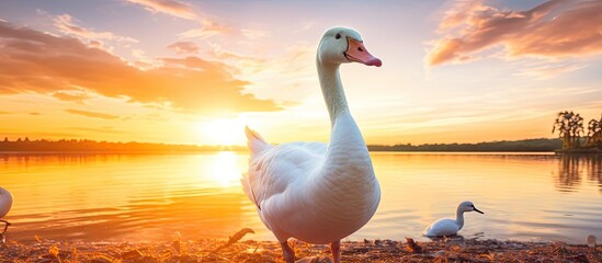 Wall Mural - Graceful Swans Posing Majestically on the Lakeshore in a Serene Moment