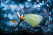 Butterfly and flower on bokeh background, soft focus