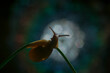 Snail on a flower on a blue bokeh background.