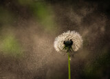 Fototapeta Dmuchawce - Dandelion seeds blowing in the wind on a dark background.