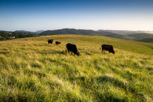 The Wild Coast, Grasslands And African Veld Grazing Fields For Nguni Cattle In South Africa