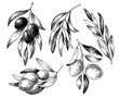 Olive branch set illustration, vintage vector sketch