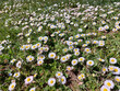 daisy - white marguerites are blooming on meadow at spring