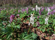 violet and white flowers on green meadow - early spring forest