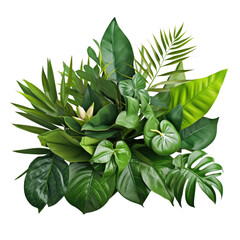 Wall Mural - Green leaves of tropical plants bush (Monstera, palm, fern, rubber plant, pine, birds nest fern) floral arrangement indoors garden nature backdrop isolated on white background, clipping path included.